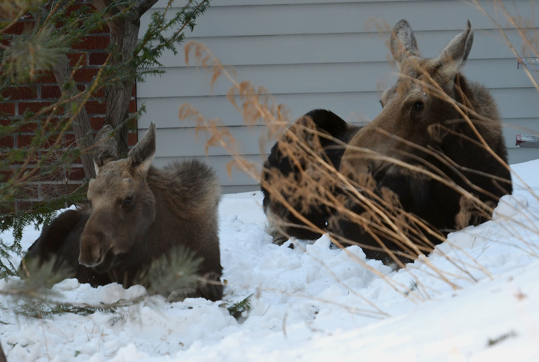 Moose and calf hunker down in Missoula